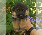 Puppy Purple Puppy German Shepherd Dog