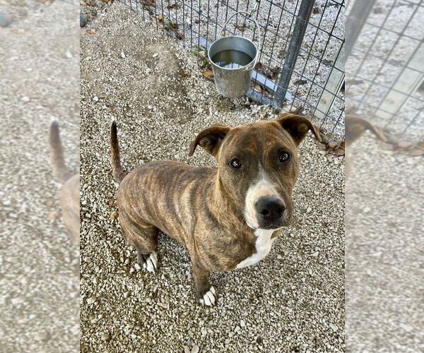 Medium Photo #19 Shollie Puppy For Sale in Bolivar, MO, USA