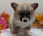 Small #1 Pembroke Welsh Corgi