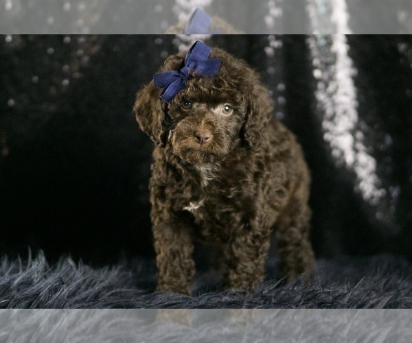 Medium Photo #71 Goldendoodle (Miniature) Puppy For Sale in WARSAW, IN, USA