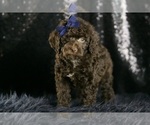 Small #9 Goldendoodle (Miniature)