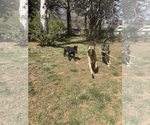 Small #1 German Shepherd Dog