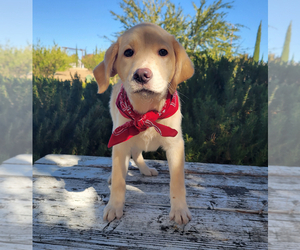 Labrador Retriever Puppy for Sale in SANTA CLARITA, California USA