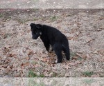 Small Photo #11 German Shepherd Dog Puppy For Sale in NOBLE, OK, USA