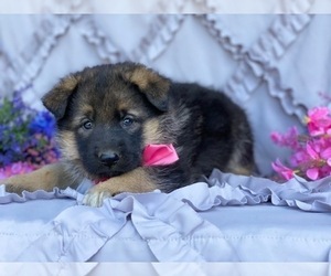 German Shepherd Dog-Norwegian Elkhound Mix Puppy for sale in LANCASTER, PA, USA