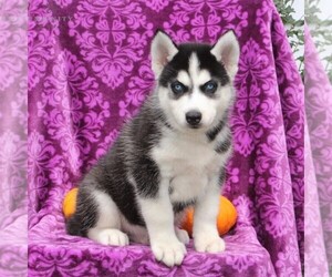 Siberian Husky Puppy for sale in KIRKWOOD, PA, USA