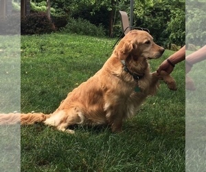 Mother of the Golden Retriever puppies born on 05/21/2019