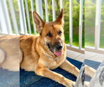 Small #2 German Shepherd Dog