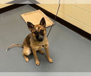 Mutt Dogs for adoption in Denver, CO, USA