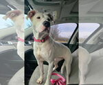 Small #16 Boxer Mix
