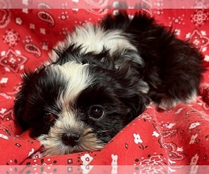 Shih Tzu Puppy for sale in JONESTOWN, TX, USA