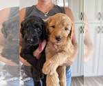 Small Goldendoodle (Miniature)