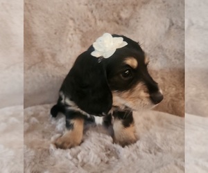 Dachshund Puppy for sale in HAGERSTOWN, IN, USA