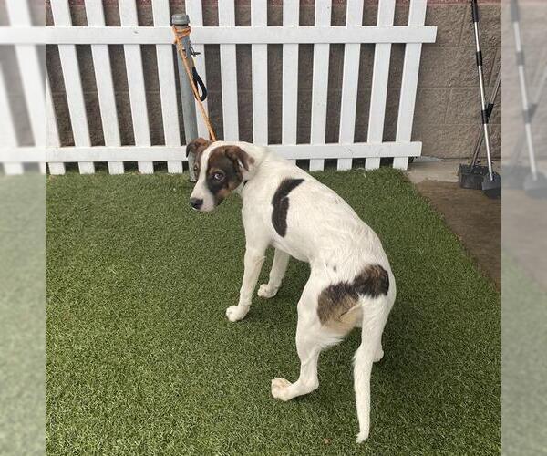 Medium Photo #1 Australian Shepherd-Unknown Mix Puppy For Sale in Modesto, CA, USA