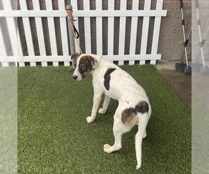 Australian Shepherd-Unknown Mix Dogs for adoption in Modesto, CA, USA