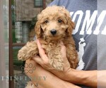 Small #2 Goldendoodle (Miniature)