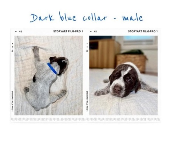 Medium Photo #7 Wirehaired Pointing Griffon Puppy For Sale in Leamington, Ontario, Canada