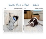 Small #6 Wirehaired Pointing Griffon