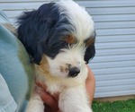 Small #6 Bernedoodle (Miniature)