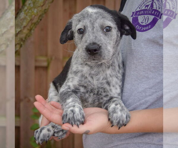 Medium Photo #3 Australian Shepherd-Unknown Mix Puppy For Sale in Huntley, IL, USA