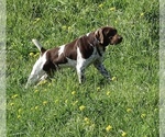 Small Photo #6 German Shorthaired Pointer Puppy For Sale in FREMONT, NE, USA