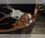 Small #1 Cavapoo