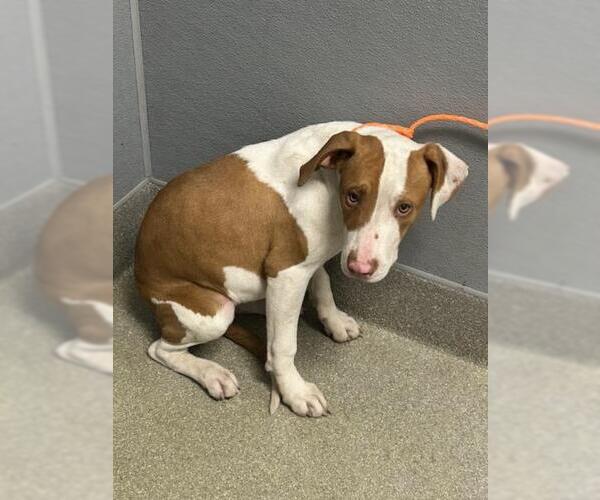 Medium Photo #1 Mutt Puppy For Sale in Las Vegas, NV, USA