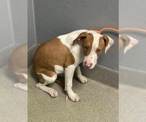 Mutt Dogs for adoption in Las Vegas, NV, USA