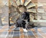 Small #13 Miniature American Shepherd