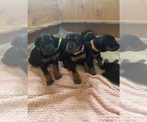 Doberman Pinscher Puppy for sale in SALEM, OR, USA