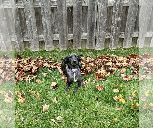 Medium Photo #5 Catahoula Leopard Dog-Labrador Retriever Mix Puppy For Sale in GILBERTS, IL, USA