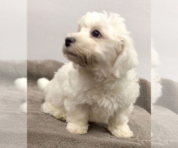Medium Photo #4 Bichon Frise Puppy For Sale in Lincolnwood, IL, USA