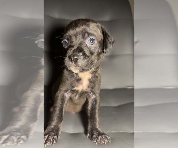Medium Photo #1 American Staffordshire Terrier Puppy For Sale in BROOKLYN, NY, USA
