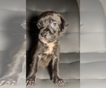 Puppy Puppy 6 American Staffordshire Terrier