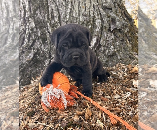 Medium Photo #5 Cocker-Pei Puppy For Sale in MIDDLEBURY, IN, USA