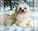 Benny - Male Maltese Dog for Adoption - Small photo
