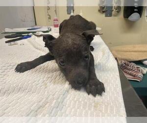 Labrador Retriever-Unknown Mix Dogs for adoption in Pasadena, CA, USA