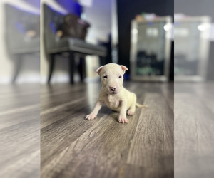 Bull Terrier Puppy for sale in OXFORD, NC, USA