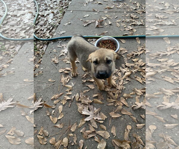 Medium Photo #4 Labrador Retriever-Unknown Mix Puppy For Sale in The Woodlands, TX, USA