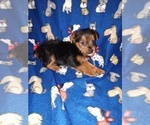Small #14 Poodle (Toy)