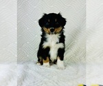 Image preview for Ad Listing. Nickname: Lizzie
