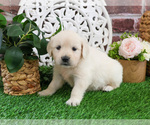 Small #2 Golden Retriever
