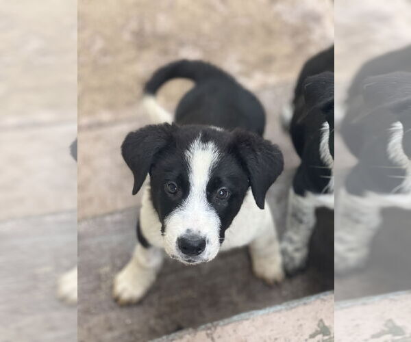Medium Photo #2 Border Collie-Unknown Mix Puppy For Sale in Dana Point, CA, USA