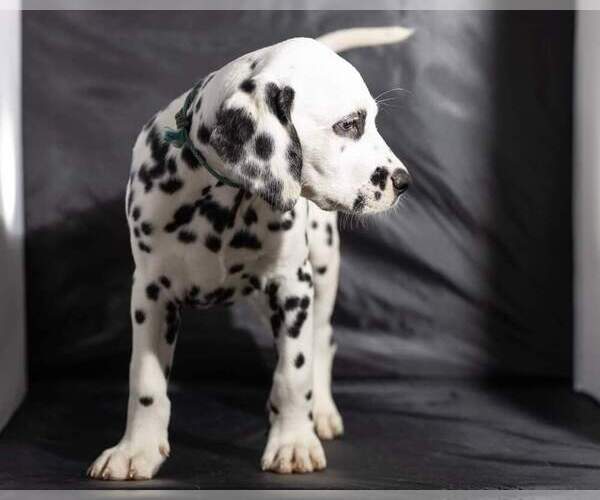 Medium Photo #29 Dalmatian Puppy For Sale in JASPER, FL, USA