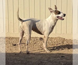 Radar - Female American Pit Bull Terrier-Unknown Mix Dog for Adoption - Photo #3