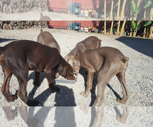 Doberman Pinscher-Labrador Retriever Mix Puppy for sale in KAPOLEI, HI, USA
