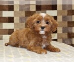 Small #1 Cavapoo (Miniature)