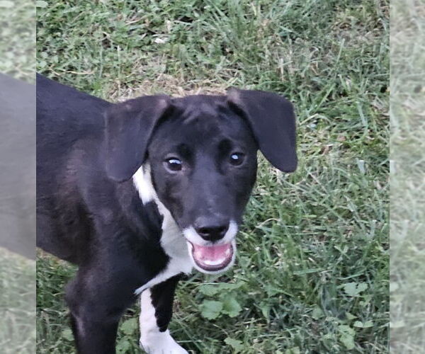 Medium Photo #1 Mutt Puppy For Sale in Wheaton, IL, USA