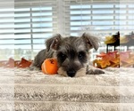 Small #1 Schnauzer (Miniature)