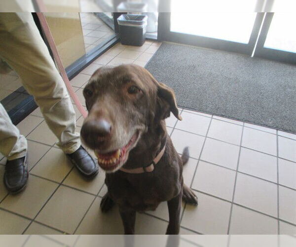 Medium Photo #1 Labrador Retriever-Unknown Mix Puppy For Sale in Ocala, FL, USA